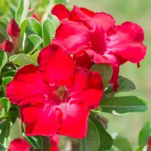 Desert Rose Adenium Live Plant - White, Red, Pink Flowers, 4 inch Pot - Image 4