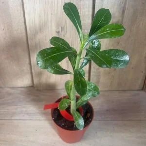 Desert Rose Adenium Live Plant - White, Red, Pink Flowers, 4 inch Pot - Image 5