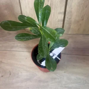 Desert Rose Adenium Live Plant - White, Red, Pink Flowers, 4 inch Pot - Image 6