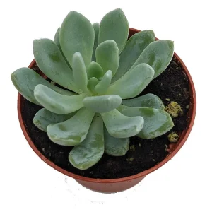 Desert Rose Echeveria Live Plant - Succulent 2.5