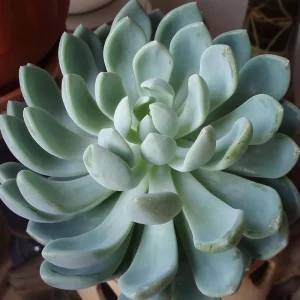 Desert Rose Echeveria Live Plant - Succulent 2.5