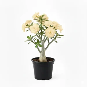 Desert Rose Live Plant 4-8