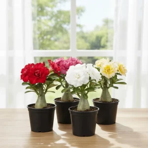 Desert Rose Live Plant 4-8