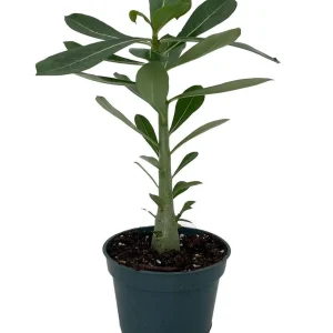 Desert Rose Plant - Adenium obesum Live Succulent - Pink Flowers - 4