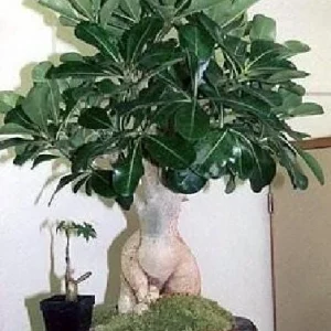 Desert Rose Plant - Adenium obesum Live Succulent - Pink Flowers - 4