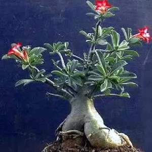 Desert Rose Plant - Adenium obesum Live Succulent - Pink Flowers - 4