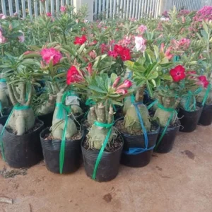 Desert Rose Plant Adenium Obesum Plant 1.5-2.5 Ft 3Gal, No Ship CA, Random Colors - Image 2