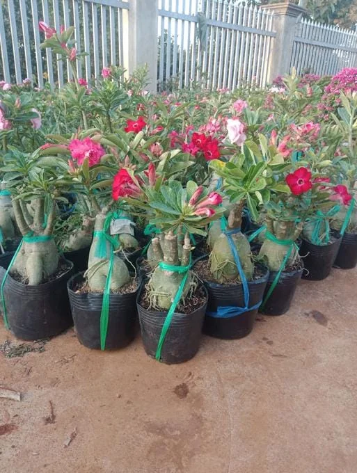 Desert Rose Plant Adenium Obesum Plant 1.5-2.5 Ft 3Gal, No Ship CA, Random Colors - Image 2