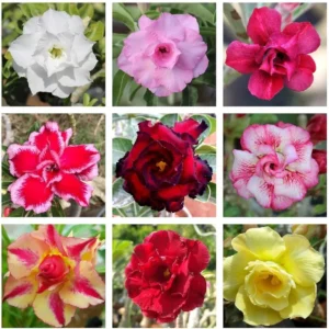 Desert Rose Plant Adenium Obesum Plant 1.5-2.5 Ft 3Gal, No Ship CA, Random Colors - Image 3