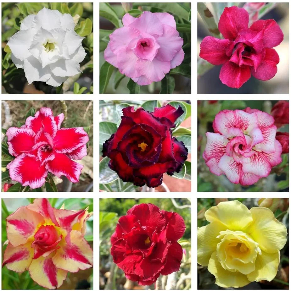 Desert Rose Plant Adenium Obesum Plant 1.5-2.5 Ft 3Gal, No Ship CA, Random Colors - Image 3