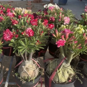 Desert Rose Plant Adenium Obesum Plant 1.5-2.5 Ft 3Gal, No Ship CA, Random Colors - Image 1