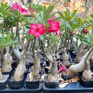 Desert Rose Plant Adenium Obesum Plant 1.5-2.5 Ft 3Gal, No Ship CA, Random Colors - Image 4