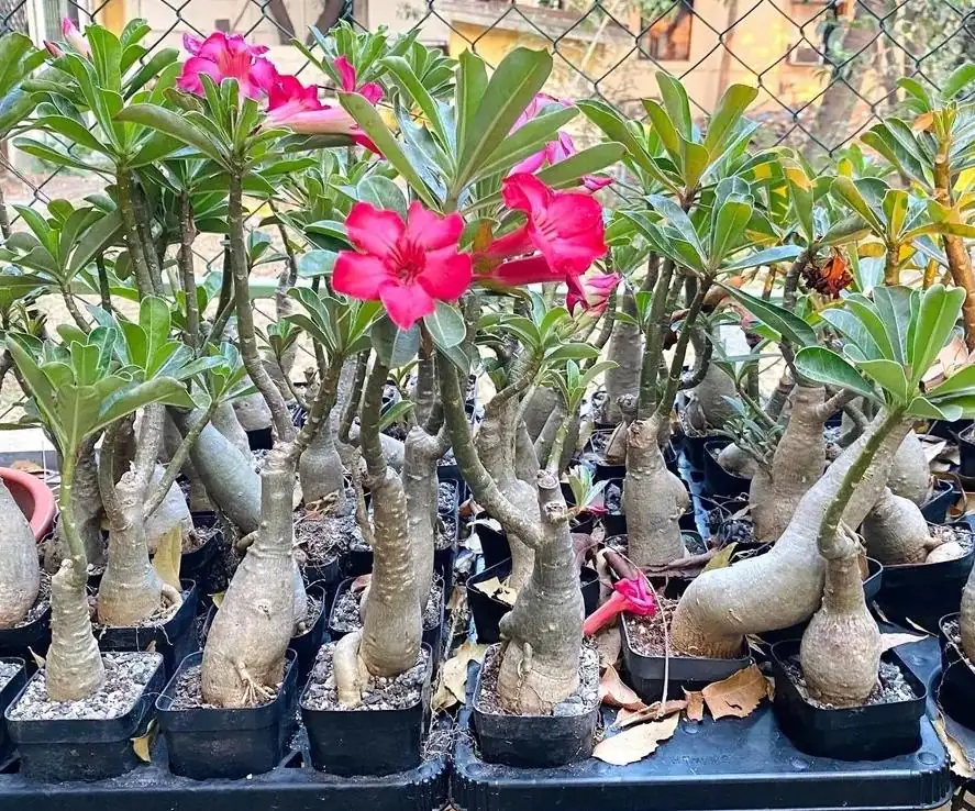 Desert Rose Plant Adenium Obesum Plant 1.5-2.5 Ft 3Gal, No Ship CA, Random Colors - Image 4