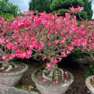 Desert Rose Plant Adenium Obesum Plant 1.5-2.5 Ft 3Gal, No Ship CA, Random Colors - Image 5