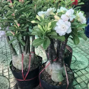 Desert Rose Plant Adenium Obesum Plant 1.5-2.5 Ft 3Gal, No Ship CA, Random Colors - Image 6