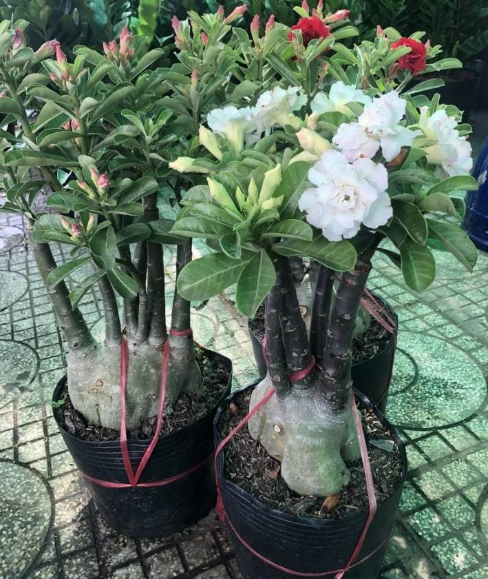 Desert Rose Plant Adenium Obesum Plant 1.5-2.5 Ft 3Gal, No Ship CA, Random Colors - Image 6