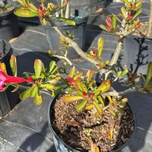 Desert Rose Plant Adenium Obesum Plant 1.5-2.5 Ft 3Gal, No Ship CA, Random Colors - Image 7