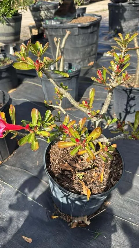 Desert Rose Plant Adenium Obesum Plant 1.5-2.5 Ft 3Gal, No Ship CA, Random Colors - Image 7