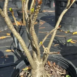 Desert Rose Plant Adenium Obesum Plant 1.5-2.5 Ft 3Gal, No Ship CA, Random Colors - Image 8