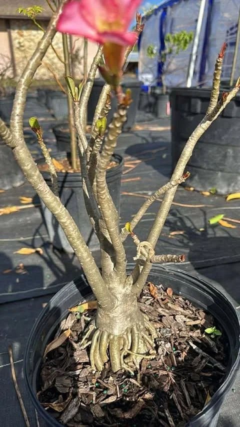 Desert Rose Plant Adenium Obesum Plant 1.5-2.5 Ft 3Gal, No Ship CA, Random Colors - Image 8