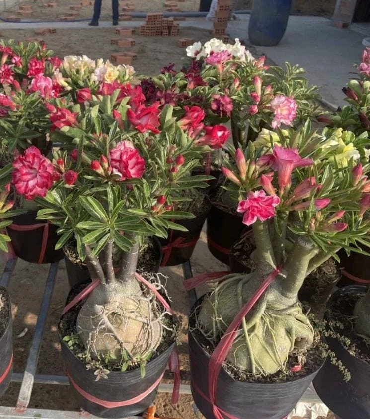 Desert Rose Plant Adenium Obesum Plant 1.5-2.5 Ft 3Gal, No Ship CA, Random Colors - Image 1