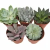 Desert Rose Succulent Plants - Echeveria Live Plant Mix - 5 Varieties - 2" Pots - Image 1