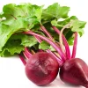 Detroit Dark Red Beet Seeds - 40 Count Vegetable Seeds for Planting - Image 1