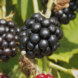 Dewberry Live Plant - 2 Well-Rooted Vines 4-6