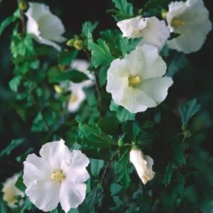 Diana Rose of Sharon Althea Live Plant – Quart Pot – Flowering Shrub – Hardy Zones 6-9 - Image 2