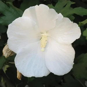 Diana Rose of Sharon Althea Live Plant – Quart Pot – Flowering Shrub – Hardy Zones 6-9 - Image 3