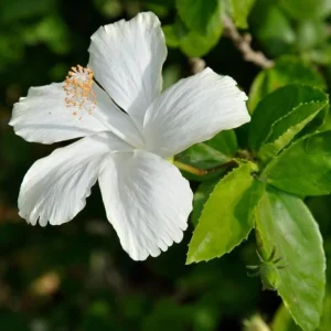 Diana Rose of Sharon Althea Live Plant – Quart Pot – Flowering Shrub – Hardy Zones 6-9 - Image 4