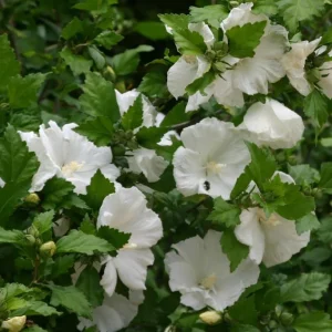Diana Rose of Sharon Althea Live Plant – Quart Pot – Flowering Shrub – Hardy Zones 6-9 - Image 5
