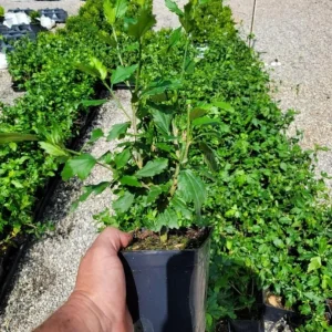 Diana Rose of Sharon Althea Live Plant – Quart Pot – Flowering Shrub – Hardy Zones 6-9 - Image 6