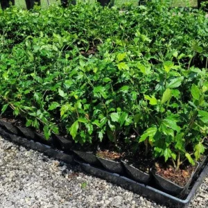 Diana Rose of Sharon Althea Live Plant – Quart Pot – Flowering Shrub – Hardy Zones 6-9 - Image 7