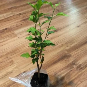 Diana Rose of Sharon Althea Live Plant – Quart Pot – Flowering Shrub – Hardy Zones 6-9 - Image 8