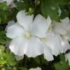 Diana Rose of Sharon Althea Live Plant – Quart Pot – Flowering Shrub – Hardy Zones 6-9 - Image 1