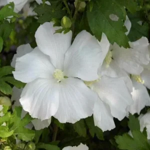 Diana Rose of Sharon Althea Live Plant – Quart Pot – Flowering Shrub – Hardy Zones 6-9 - Image 1