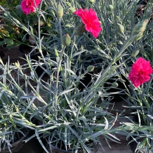 Dianthus 'Devon Cottage Waterloo Sunset' Live Plant - 6 inch Pot - Red Flowers - Image 2