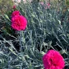 Dianthus 'Devon Cottage Waterloo Sunset' Live Plant - 6 inch Pot - Red Flowers - Image 1