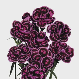 Dianthus Flower Plants Live Plugs - Well-Rooted for Cut Flower Garden - Image 4
