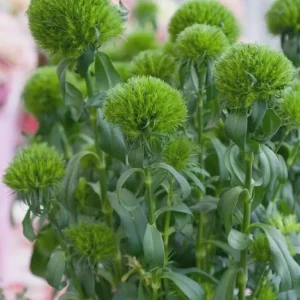 Dianthus Flower Plants Live Plugs - Well-Rooted for Cut Flower Garden - Image 9