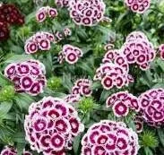 Dianthus Purple White Bicolor Live Plant – 6 inch Pot – Outdoor Flower - Image 1