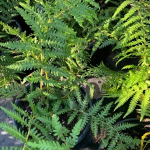 Dicksonia Fern Live Plant - 1 Gallon Pot - 6-8 inch Tall Plant - Image 1