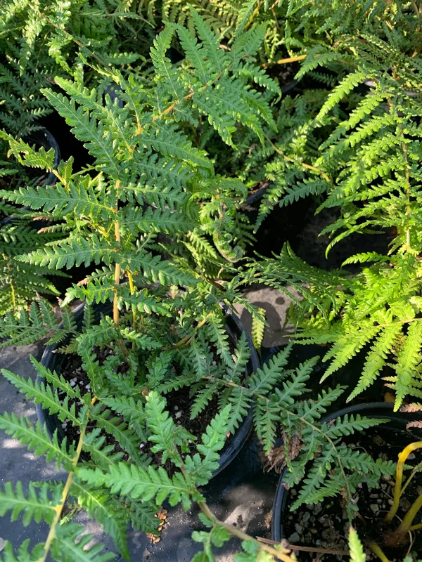 Dicksonia Fern Live Plant – 2-3 Feet Tall – Ship in 3 Gallon Pot - Image 1