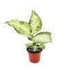 Dieffenbachia Amy Live Plant – 4 inch Pot – Indoor Tropical Houseplant - Image 1