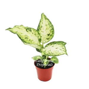 Dieffenbachia Amy Live Plant – 4 inch Pot – Indoor Tropical Houseplant - Image 1