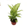 Dieffenbachia Amy Live Plant – 6 inch Potted Houseplant – Indoor Foliage - Image 1