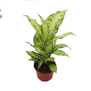 Dieffenbachia Amy Live Plant – 6 inch Potted Houseplant – Indoor Foliage - Image 1
