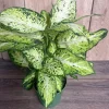 Dieffenbachia Amy Live Plant – Dumb Cane Houseplant – 6 inch Pot – Easy Care - Image 1