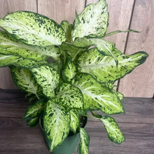 Dieffenbachia Amy Live Plant – Dumb Cane Houseplant – 6 inch Pot – Easy Care - Image 2